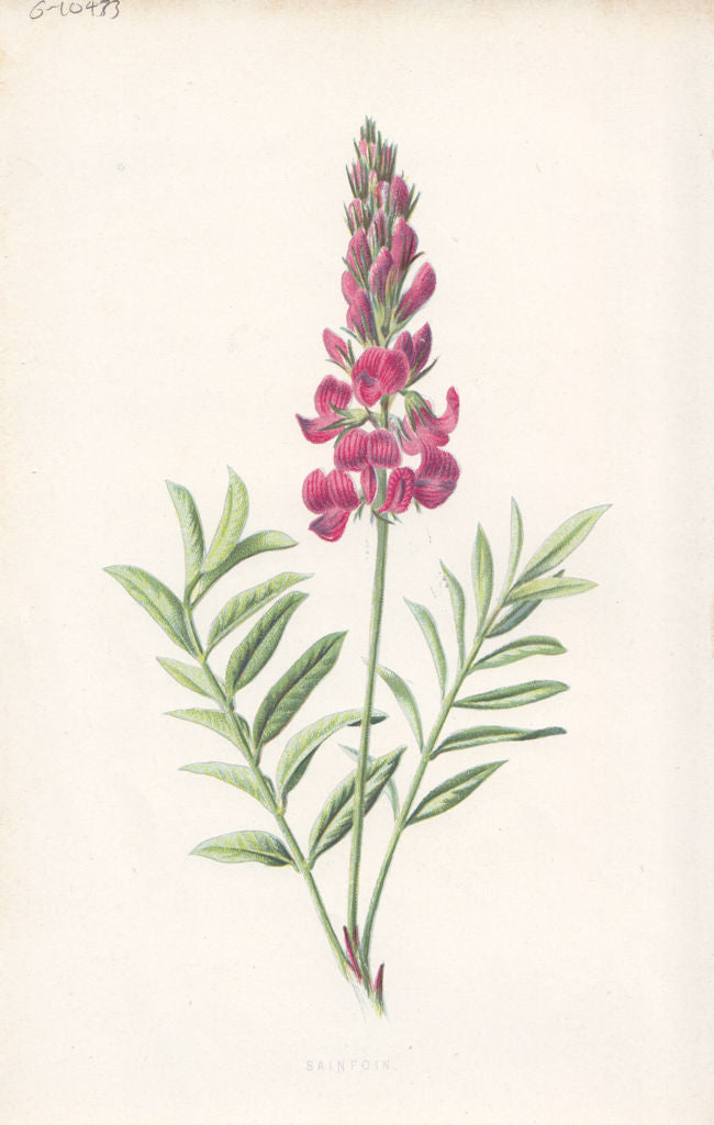 FLOWERS. Sainfoin c1895 old antique vintage print picture